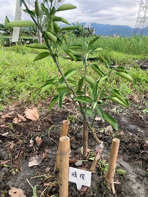 種植果樹|量身打造多元果樹種植方案共15株果樹 《 種果樹苗 《。